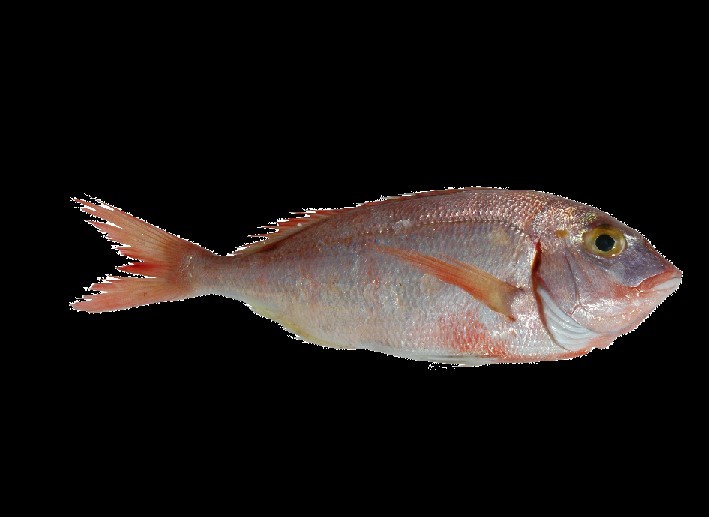 Games like Slap the Fish