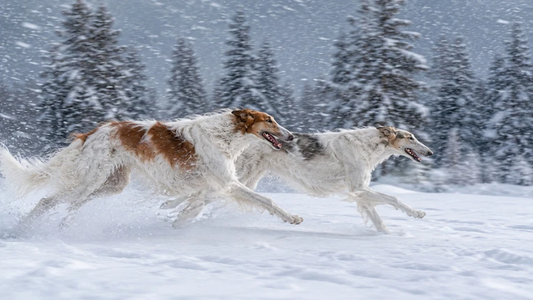 Puzzles: Dog Image