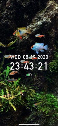 Tropical Fish Tank - Mini Aqua Image