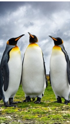 Animal Sounds Quiz  2016: Kids games Image