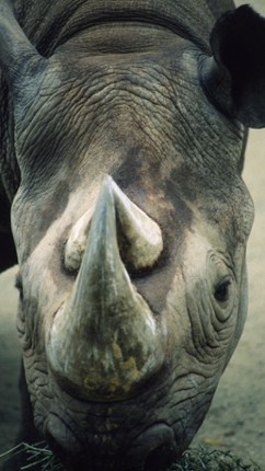 Animal Sounds Quiz  2016: Kids games screenshot