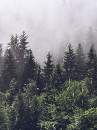 Rain Calm Meditation Image