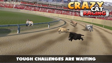 Cat Racing Free Game Image