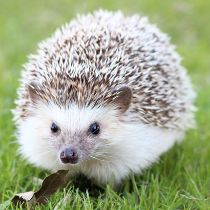 Hedgehog Pet Image
