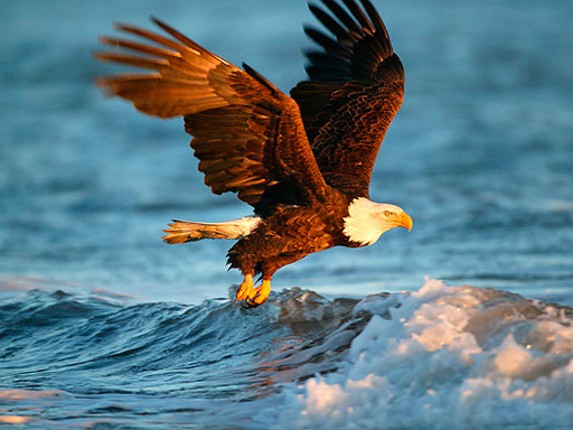 Animals Jigsaw Puzzle - Eagle Image