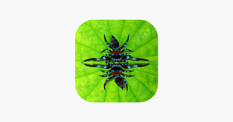 Fighting Spiders Image