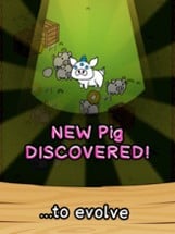 Pig Evolution Image