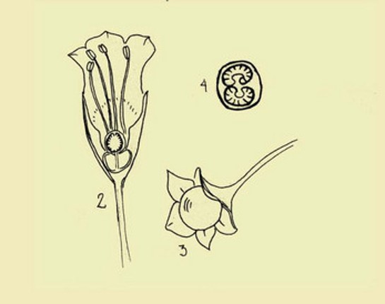 Una planta en el jardin screenshot