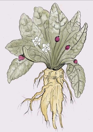 Una planta en el jardin Image
