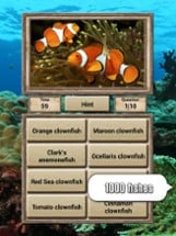 Animal Kingdom - Quiz Game Image