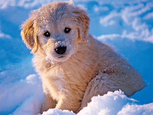 Games like Winter Pets Puzzle