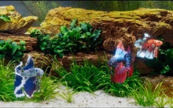 Betta Fish - Virtual Aquarium Image