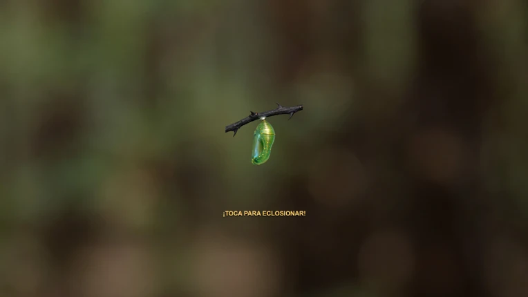 Butterfly Project screenshot