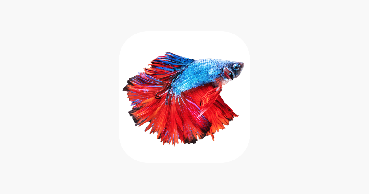 Games like Betta Fish - Virtual Aquarium