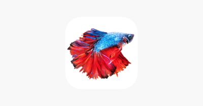 Betta Fish - Virtual Aquarium Image