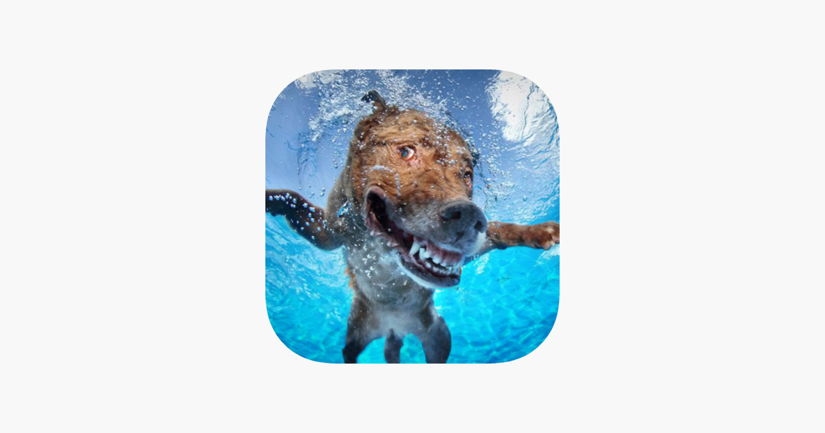 Games like Dog Swimming Race