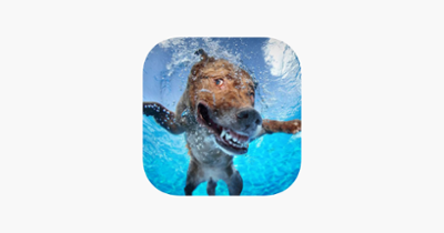 Dog Swimming Race Image