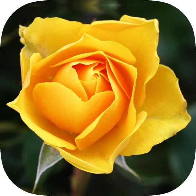 Games like Fairytale Mosaics. Beauty and the Beast