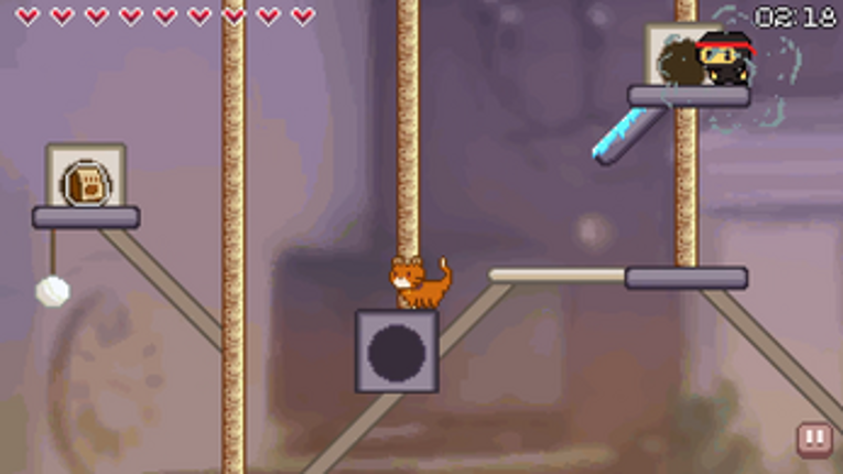 Kitten Catography Image