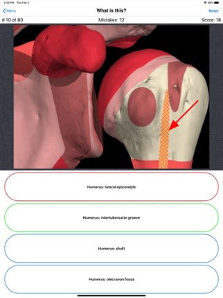 Anatomy Shoulder Quiz Image