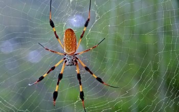 Games like ChannelWai Story: Spider The Junior