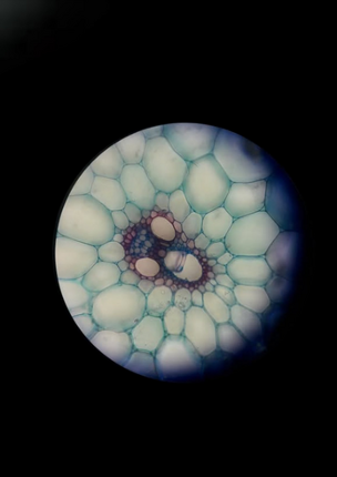 HOMO SEXUELLE FORTPFLANZUNG screenshot