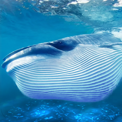 The Blue Whale Image