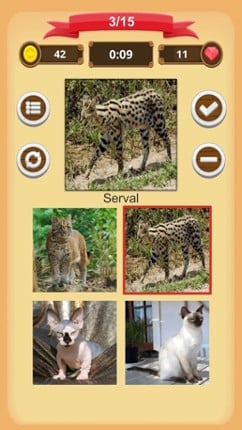 Cats - Quiz screenshot