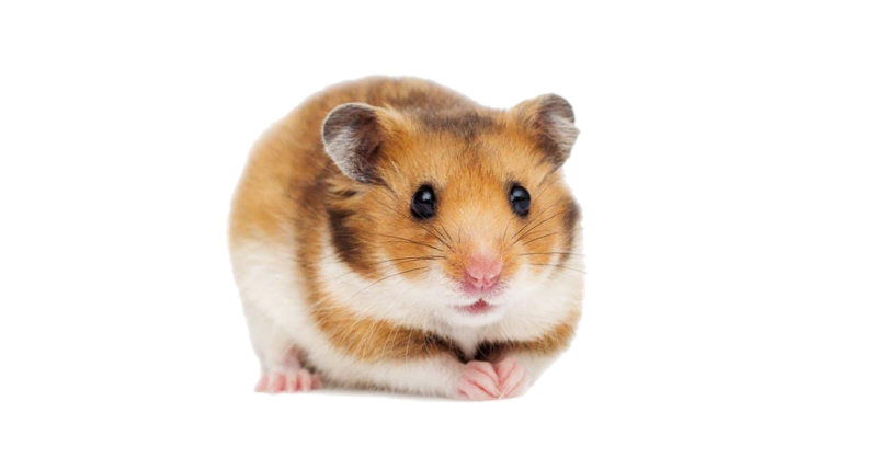 Hamster Image