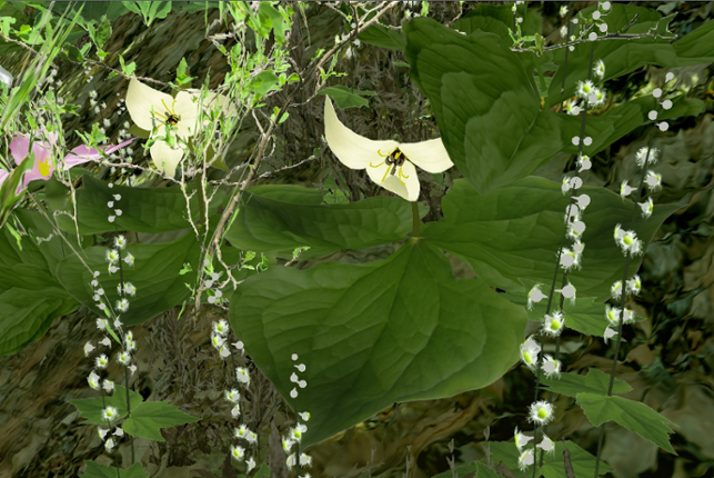 The Virtual Trillium Trail v. 2.0.4 (2008) Game Cover