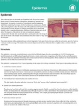 Anatomy : Integumentary System Image