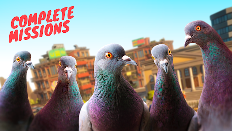Pigeon Image