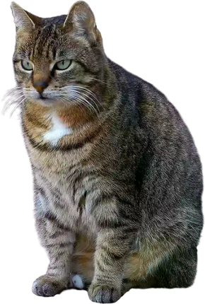 CAT RAIN screenshot