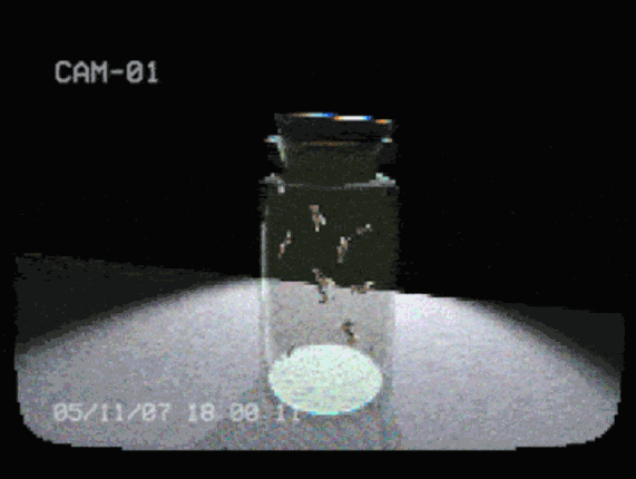 flies in a jar Image