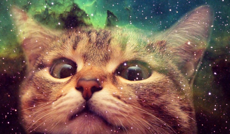 Run Kitty Run!!! Image