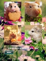 Hamster Puzzles Image