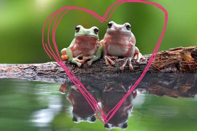 TOAD AND FROG GET MARRIED Image