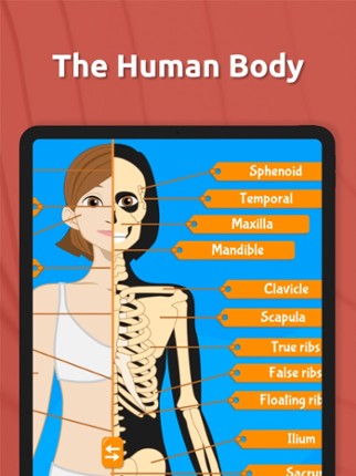 Anatomix - Human Body Systems Image