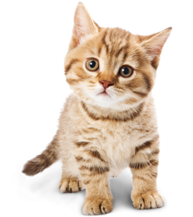 CAT RAIN screenshot