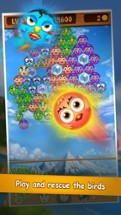 Bubble Bird Shooter: Bird Kingdom Image