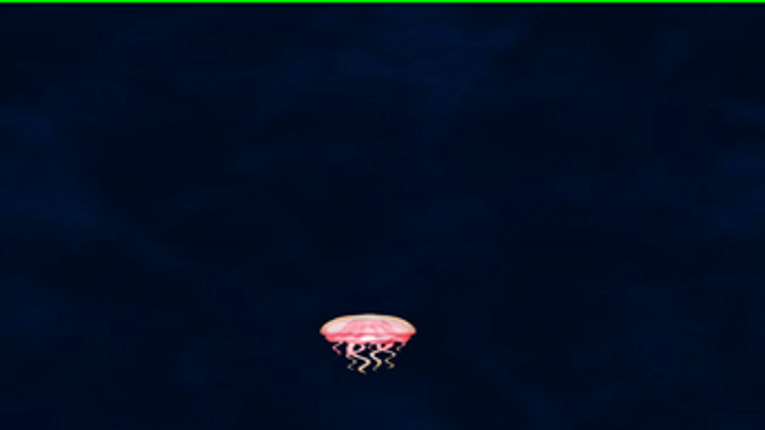 Jellyfish Image