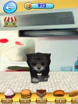 KittyZ, my virtual pet Image