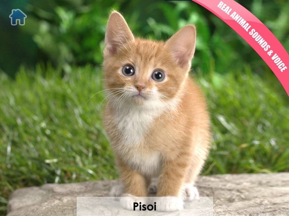 Copiii Invata! Jocuri pentru copii 1-3 ani Image