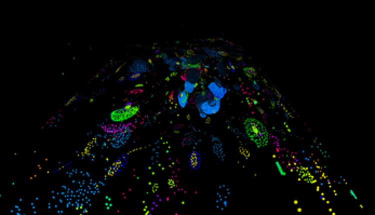 Particle life 3D, 4D screenshot