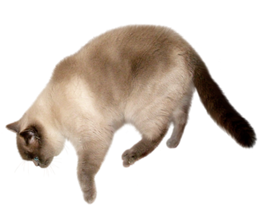 CAT RAIN screenshot