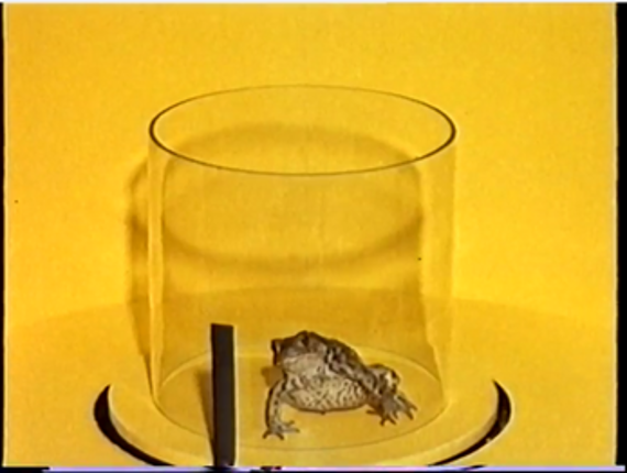 lab toad screenshot
