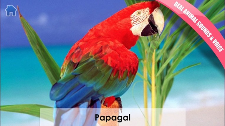 Copiii Invata! Jocuri pentru copii 1-3 ani screenshot