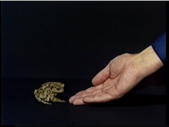 lab toad screenshot
