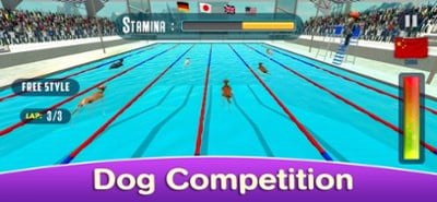 Dog Swimming Race Image