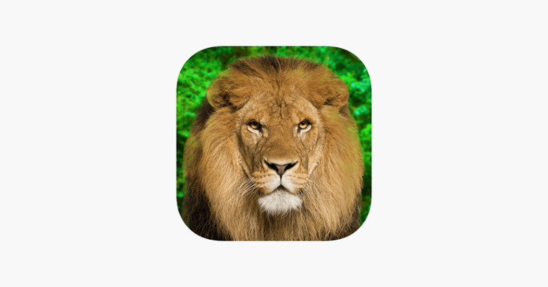 Animal Kingdom - Quiz Game Image